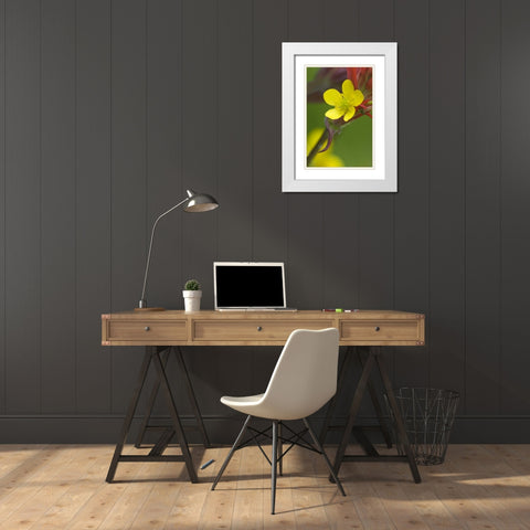 Alaska Buttercup and paintbrush flowers White Modern Wood Framed Art Print with Double Matting by Rotenberg, Nancy