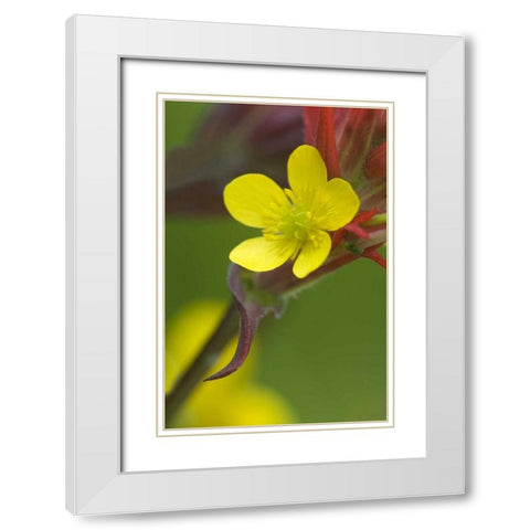 Alaska Buttercup and paintbrush flowers White Modern Wood Framed Art Print with Double Matting by Rotenberg, Nancy