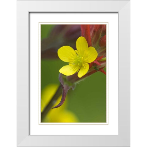 Alaska Buttercup and paintbrush flowers White Modern Wood Framed Art Print with Double Matting by Rotenberg, Nancy