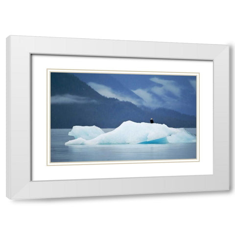 AK, Inside Passage Bald eagle perched on ice White Modern Wood Framed Art Print with Double Matting by Rotenberg, Nancy