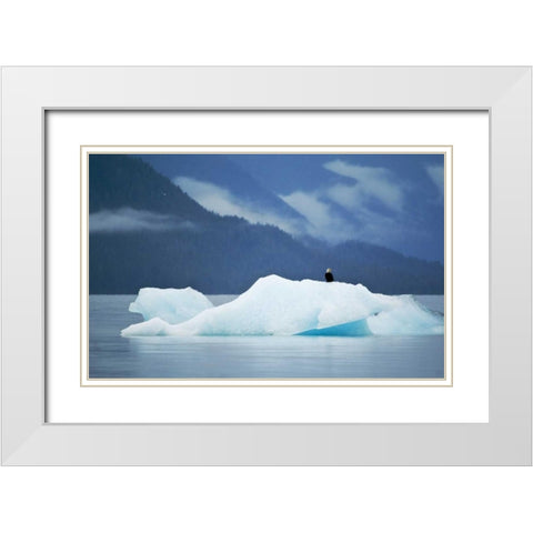 AK, Inside Passage Bald eagle perched on ice White Modern Wood Framed Art Print with Double Matting by Rotenberg, Nancy