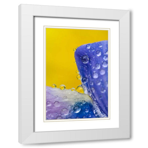 AK, Lupine with rain drops and dandelions White Modern Wood Framed Art Print with Double Matting by Rotenberg, Nancy