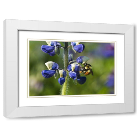 USA, Alaska, Inside Passage Bee on lupine flower White Modern Wood Framed Art Print with Double Matting by Rotenberg, Nancy
