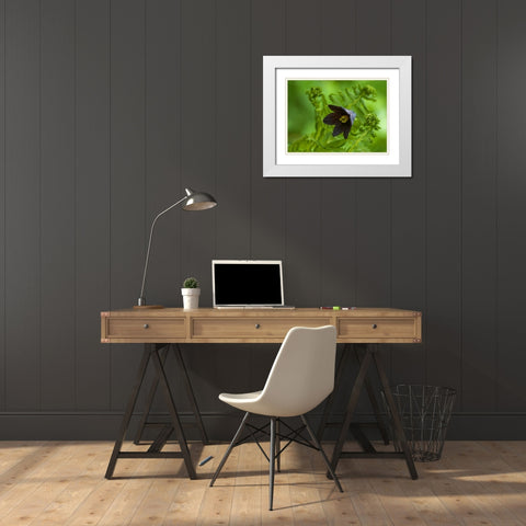 Alaska, Inside Passage Chocolate lily and fern White Modern Wood Framed Art Print with Double Matting by Rotenberg, Nancy