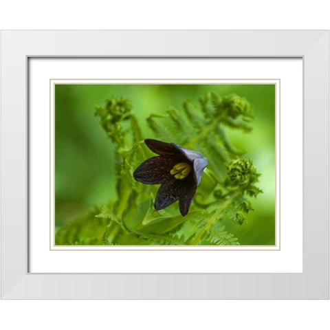 Alaska, Inside Passage Chocolate lily and fern White Modern Wood Framed Art Print with Double Matting by Rotenberg, Nancy