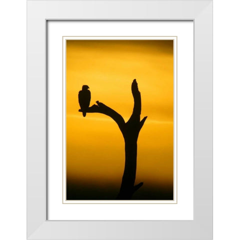Alaska, Homer Bald eagle resting on dead tree White Modern Wood Framed Art Print with Double Matting by Morris, Arthur