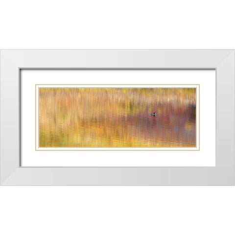 AK, Denali NP Duck with reed reflections White Modern Wood Framed Art Print with Double Matting by Morris, Arthur