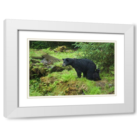 AK, Inside Passage Black bear mother and cub White Modern Wood Framed Art Print with Double Matting by Rotenberg, Nancy