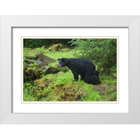 AK, Inside Passage Black bear mother and cub White Modern Wood Framed Art Print with Double Matting by Rotenberg, Nancy