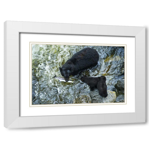AK, Inside Passage Black bear with fish and cubs White Modern Wood Framed Art Print with Double Matting by Rotenberg, Nancy
