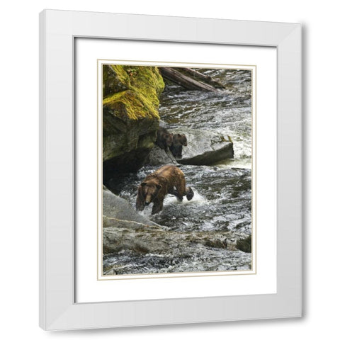 AK, Mother grizzly bear with cubs in Anan Creek White Modern Wood Framed Art Print with Double Matting by Rotenberg, Nancy