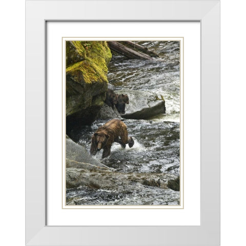 AK, Mother grizzly bear with cubs in Anan Creek White Modern Wood Framed Art Print with Double Matting by Rotenberg, Nancy