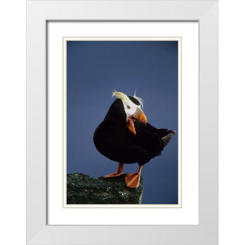 AK, Pribilof Islands Lone puffin on rock ledge White Modern Wood Framed Art Print with Double Matting by Williams, Joanne