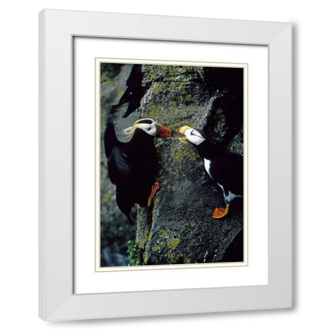 AK, Pribilof Islands Puffins on cliffside White Modern Wood Framed Art Print with Double Matting by Williams, Joanne