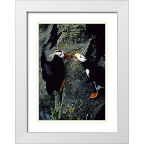 AK, Pribilof Islands Puffins on cliffside White Modern Wood Framed Art Print with Double Matting by Williams, Joanne