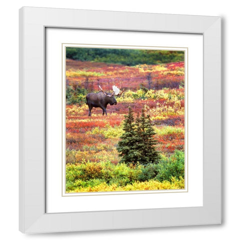 AK, Denali NP Bull moose and autumn tundra White Modern Wood Framed Art Print with Double Matting by Kelley, David