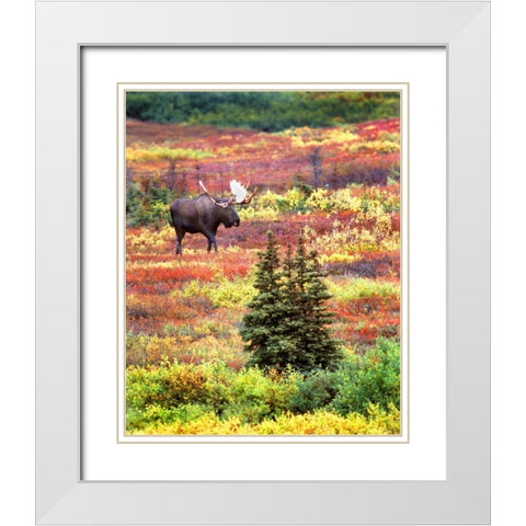 AK, Denali NP Bull moose and autumn tundra White Modern Wood Framed Art Print with Double Matting by Kelley, David