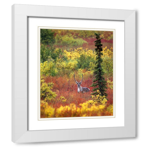 AK, Denali NP Caribou and autumn in Denali NP White Modern Wood Framed Art Print with Double Matting by Kelley, David