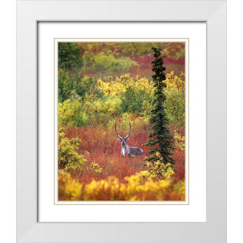 AK, Denali NP Caribou and autumn in Denali NP White Modern Wood Framed Art Print with Double Matting by Kelley, David