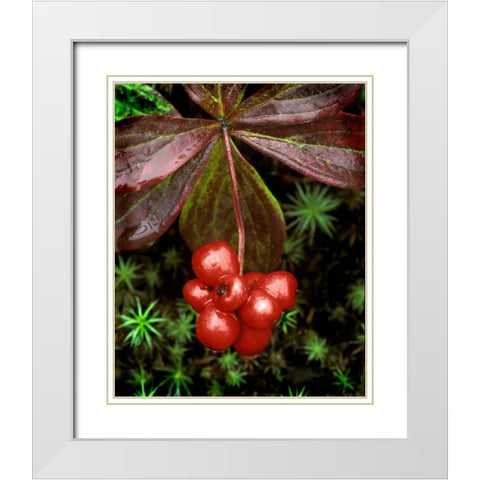 AK, Denali NP Detail of leaves and red berries White Modern Wood Framed Art Print with Double Matting by Kelley, David