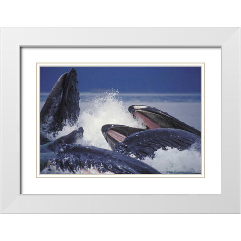 Alaska, Juneau Humpback whales bubble net feed White Modern Wood Framed Art Print with Double Matting by Anon, Josh