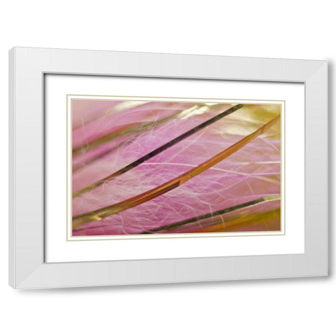 AK, Lake Clark NP Pink and gold fishing fly White Modern Wood Framed Art Print with Double Matting by Kaveney, Wendy