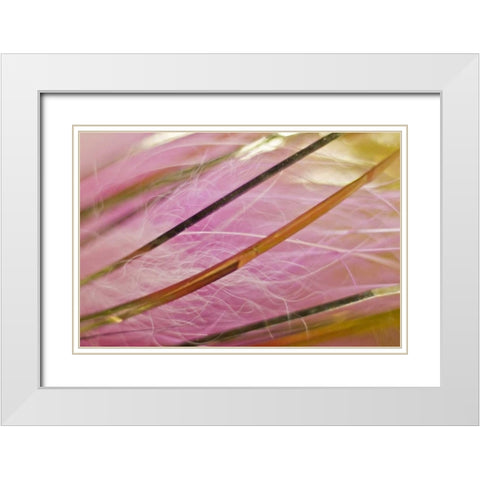 AK, Lake Clark NP Pink and gold fishing fly White Modern Wood Framed Art Print with Double Matting by Kaveney, Wendy