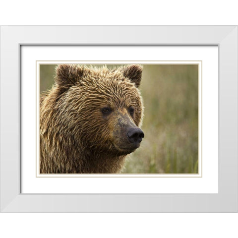 Alaska, Lake Clark NP Portrait of a grizzly bear White Modern Wood Framed Art Print with Double Matting by Kaveney, Wendy