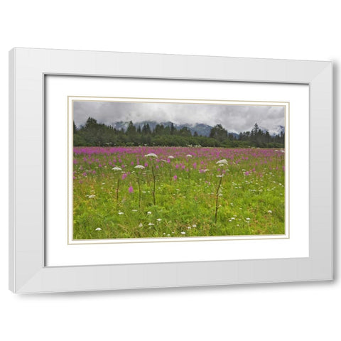 AK, Seward Fireweed and cow parsnip in bloom White Modern Wood Framed Art Print with Double Matting by Flaherty, Dennis