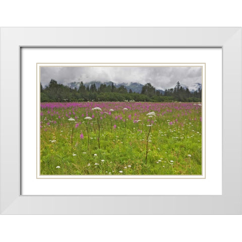 AK, Seward Fireweed and cow parsnip in bloom White Modern Wood Framed Art Print with Double Matting by Flaherty, Dennis