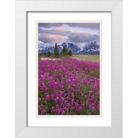 Alaska View of flowers and Fairweather Range White Modern Wood Framed Art Print with Double Matting by Paulson, Don