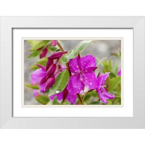 AK, Alsek-Tatshenshini Dwarf fireweed flower White Modern Wood Framed Art Print with Double Matting by Paulson, Don