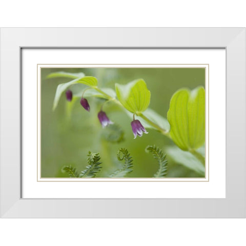 AK, Glacier Bay NP Rosy twisted stalk flower White Modern Wood Framed Art Print with Double Matting by Paulson, Don