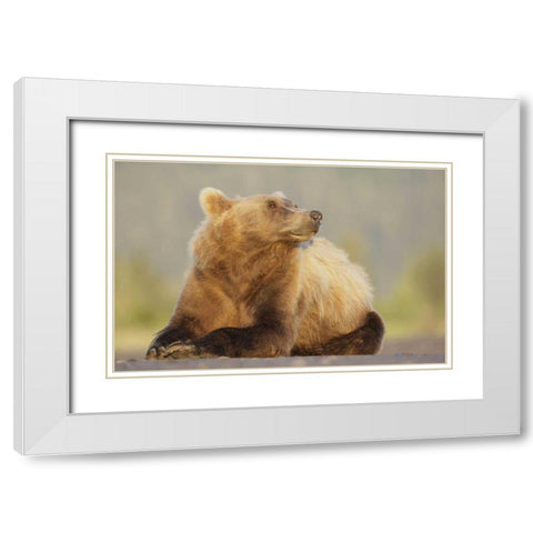 AK, Lake Clark NP, Adult brown bear sniffing air White Modern Wood Framed Art Print with Double Matting by Morris, Arthur