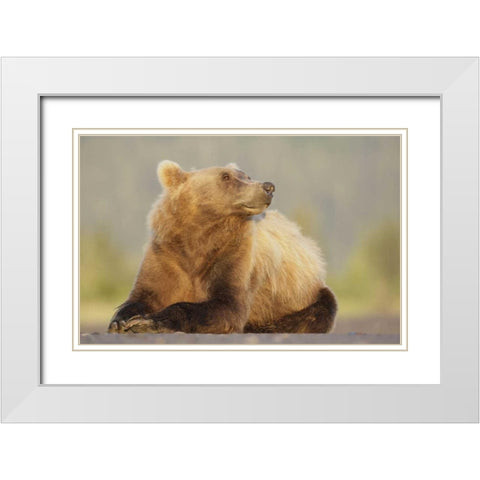 AK, Lake Clark NP, Adult brown bear sniffing air White Modern Wood Framed Art Print with Double Matting by Morris, Arthur