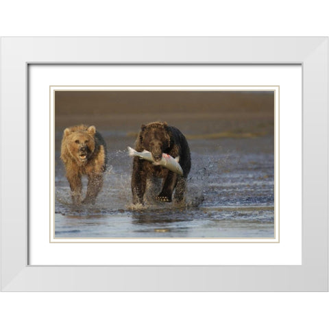 AK, Lake Clark NP Brown bear hunting salmon White Modern Wood Framed Art Print with Double Matting by Morris, Arthur