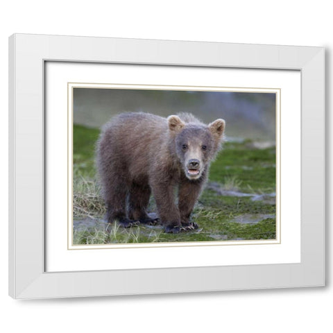AK, Lake Clark NP Brown bear spring cub White Modern Wood Framed Art Print with Double Matting by Morris, Arthur