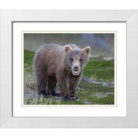 AK, Lake Clark NP Brown bear spring cub White Modern Wood Framed Art Print with Double Matting by Morris, Arthur