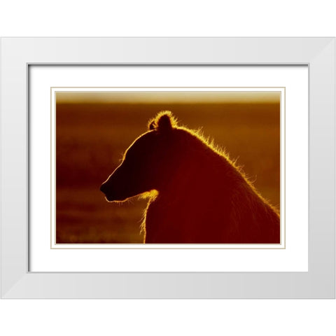 AK, Lake Clark NP Brown bear in golden light White Modern Wood Framed Art Print with Double Matting by Morris, Arthur