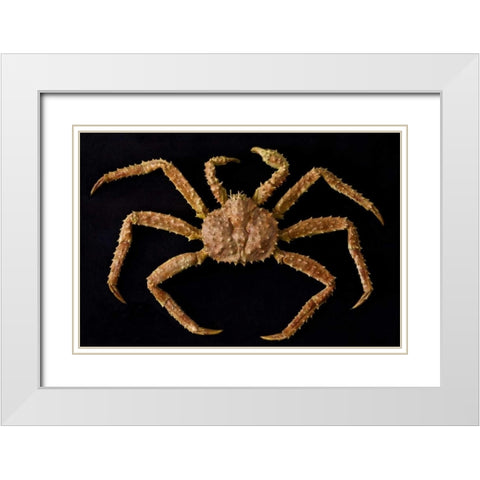 AK, Petersburg Alaskan king crab  White Modern Wood Framed Art Print with Double Matting by Paulson, Don
