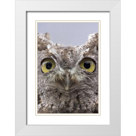 AK, Ketchikan Portrait of western screech owl White Modern Wood Framed Art Print with Double Matting by Paulson, Don