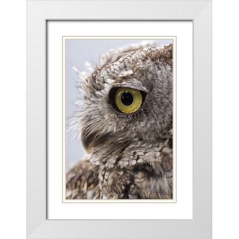 Alaska, Ketchikan Western screech owl White Modern Wood Framed Art Print with Double Matting by Paulson, Don