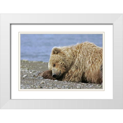 AK, Lake Clark NP Coastal grizzly bear napping White Modern Wood Framed Art Print with Double Matting by Illg, Cathy and Gordon