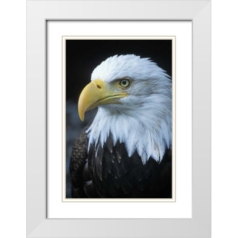 Alaska, Inside Passage Adult bald eagle portrait White Modern Wood Framed Art Print with Double Matting by Rotenberg, Nancy