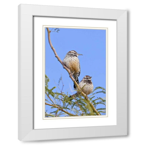 Arizona, Phoenix Cactus wren pair on limb White Modern Wood Framed Art Print with Double Matting by Lord, Fred
