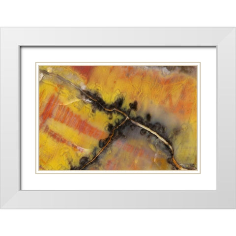 USA, Arizona Close-up of petrified wood White Modern Wood Framed Art Print with Double Matting by Kirkland, Dennis