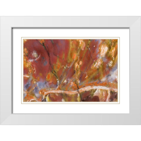 USA, Arizona Close-up of petrified wood White Modern Wood Framed Art Print with Double Matting by Kirkland, Dennis