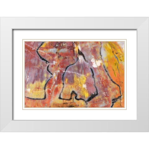 USA, Arizona Close-up of petrified wood White Modern Wood Framed Art Print with Double Matting by Kirkland, Dennis