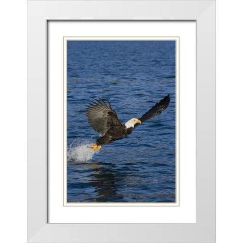 AK, Kachemak Bay SP, Bald eagle with fish White Modern Wood Framed Art Print with Double Matting by Grall, Don