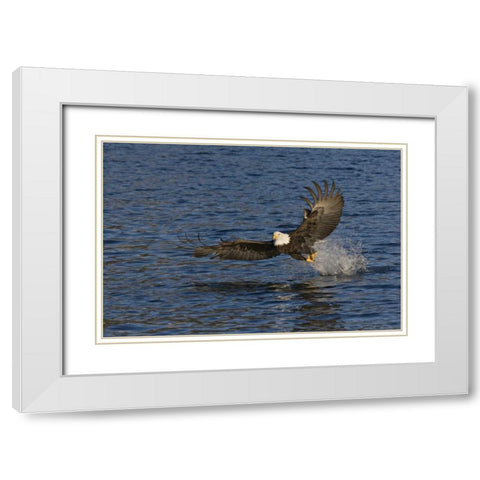 AK, Kachemak Bay SP, Bald eagle with fish White Modern Wood Framed Art Print with Double Matting by Grall, Don